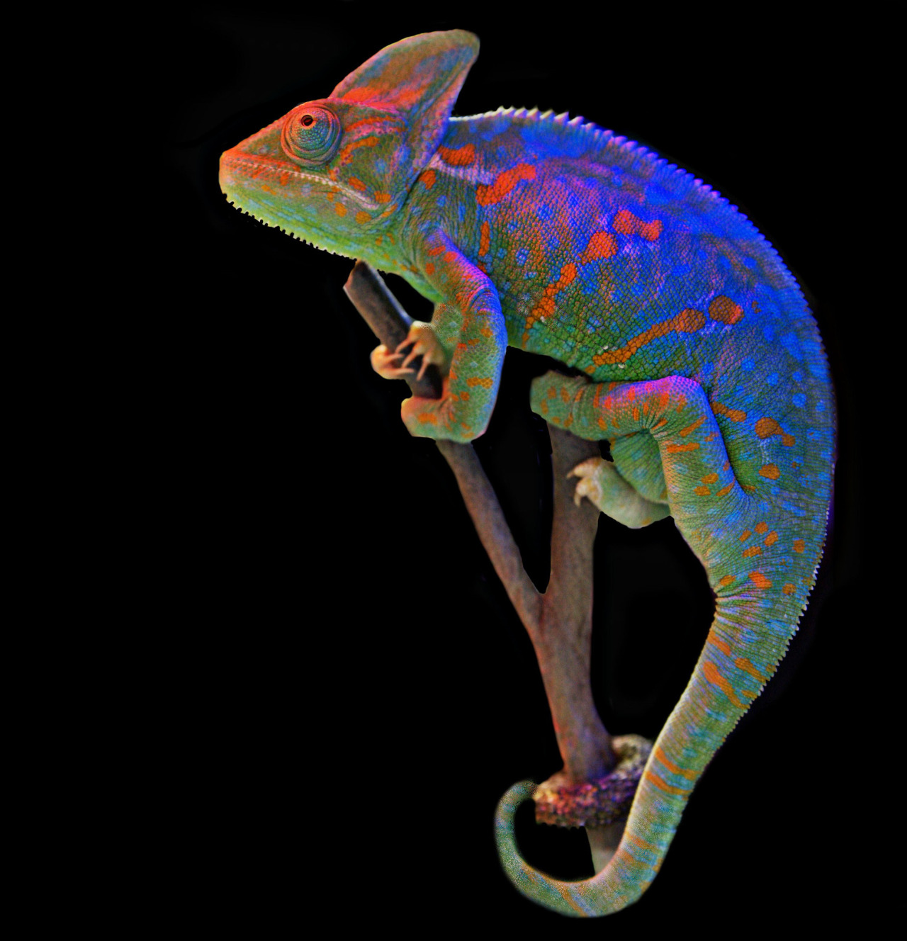 chameleon