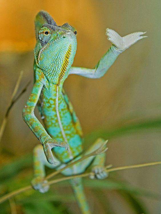 Chameleon