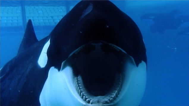 Orca