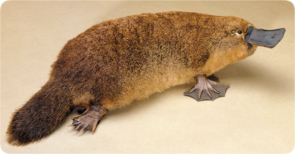 The Platypus