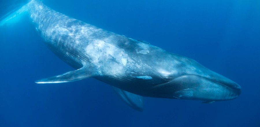 Blue Whale