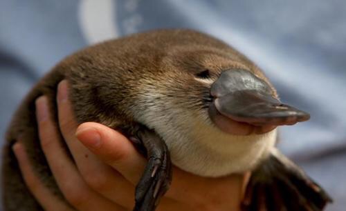 Platypus