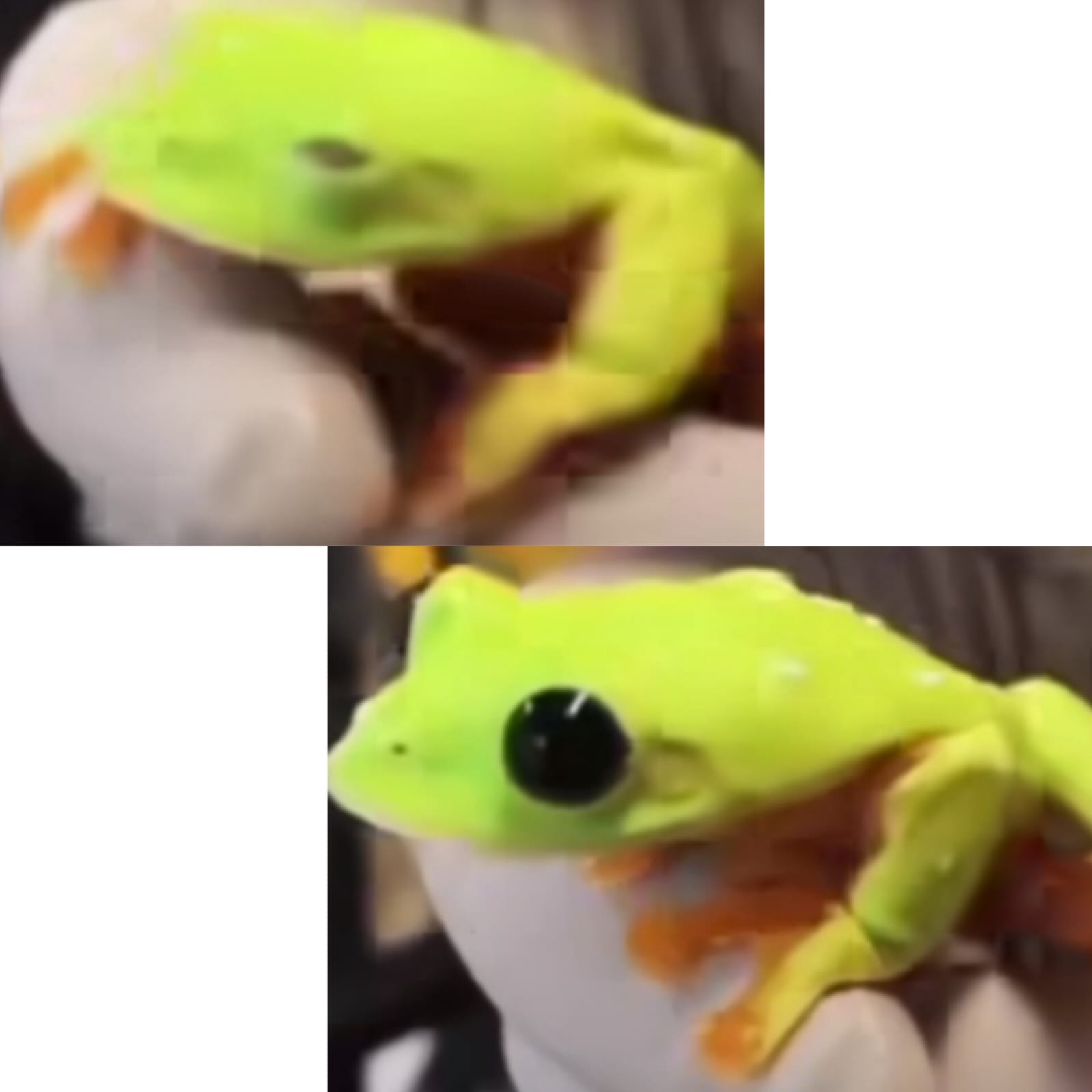 fwog