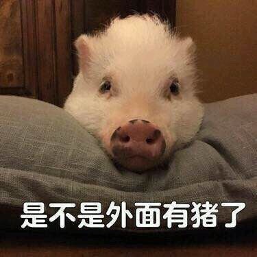 一波猪猪表情包 一起来吸猪吧