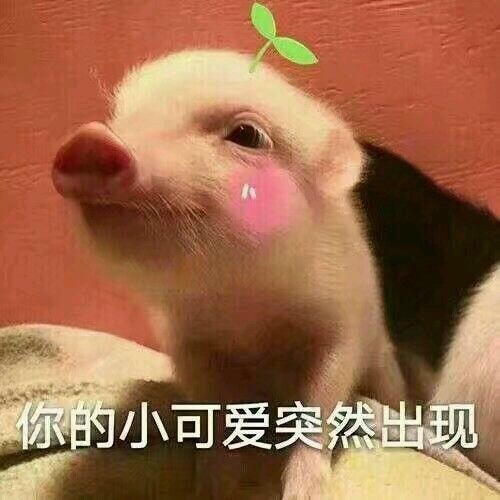 一波猪猪表情包 一起来吸猪吧