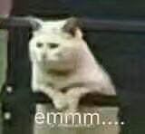 emmmmmmmmm小猫