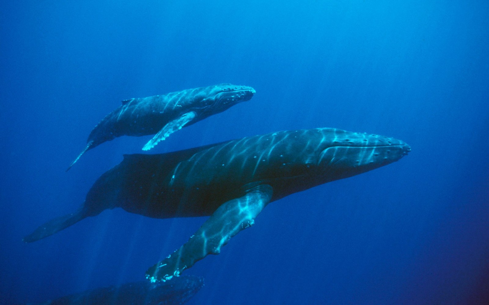 Baby Blue Whale