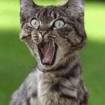 Shocked Cat GIF Template