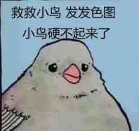 小鸟要色图