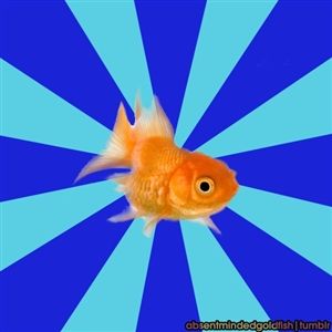 Absentminded Goldfish