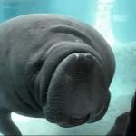 Manatee bonk GIF Template