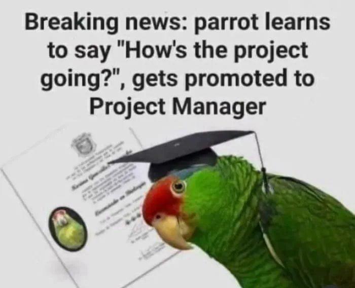 Breaking News: Parrot Gets Promoted To Project Manager