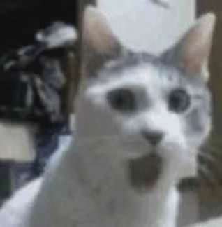 猫猫头表情包