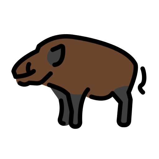 Boar