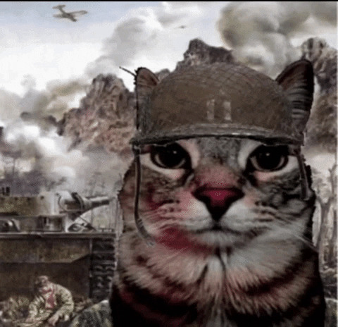 Thousand yard stare cat