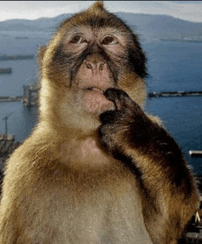 monkey thinking