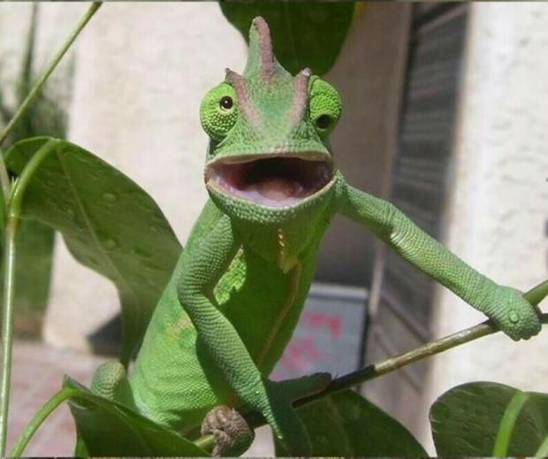Surprised Chameleon