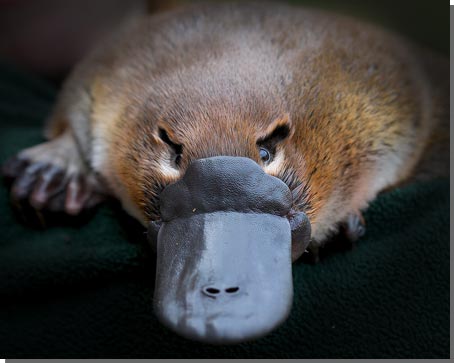 platypus status