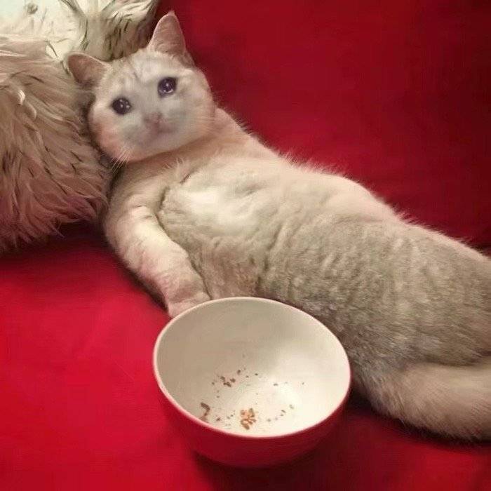 流泪猫猫头