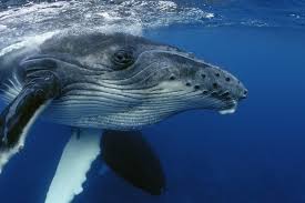 Skeptical Humpback Whale