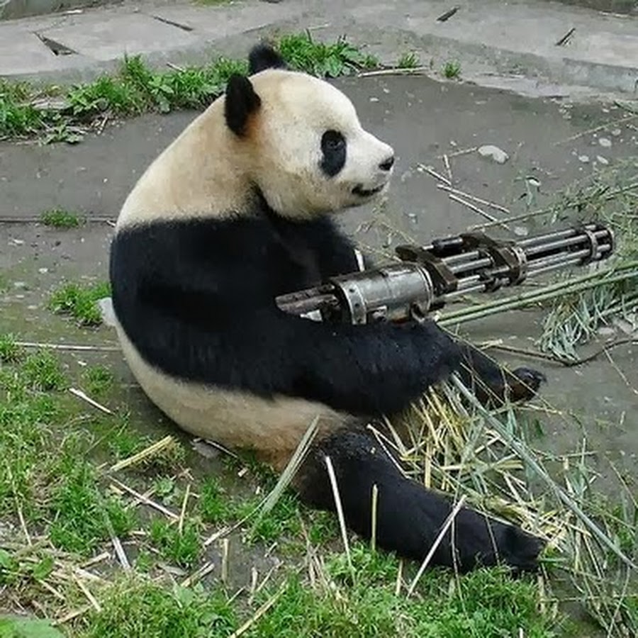 Panda With Machine Gun