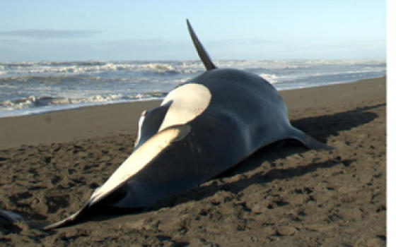 whale