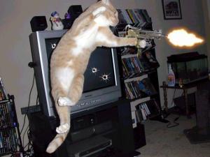 Machine Gun Cat