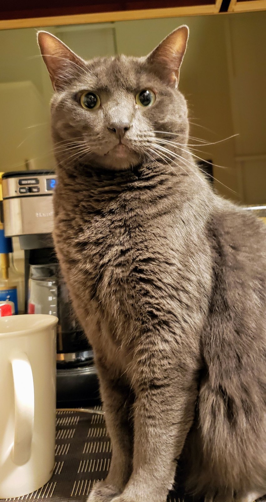 Shocked Cat
