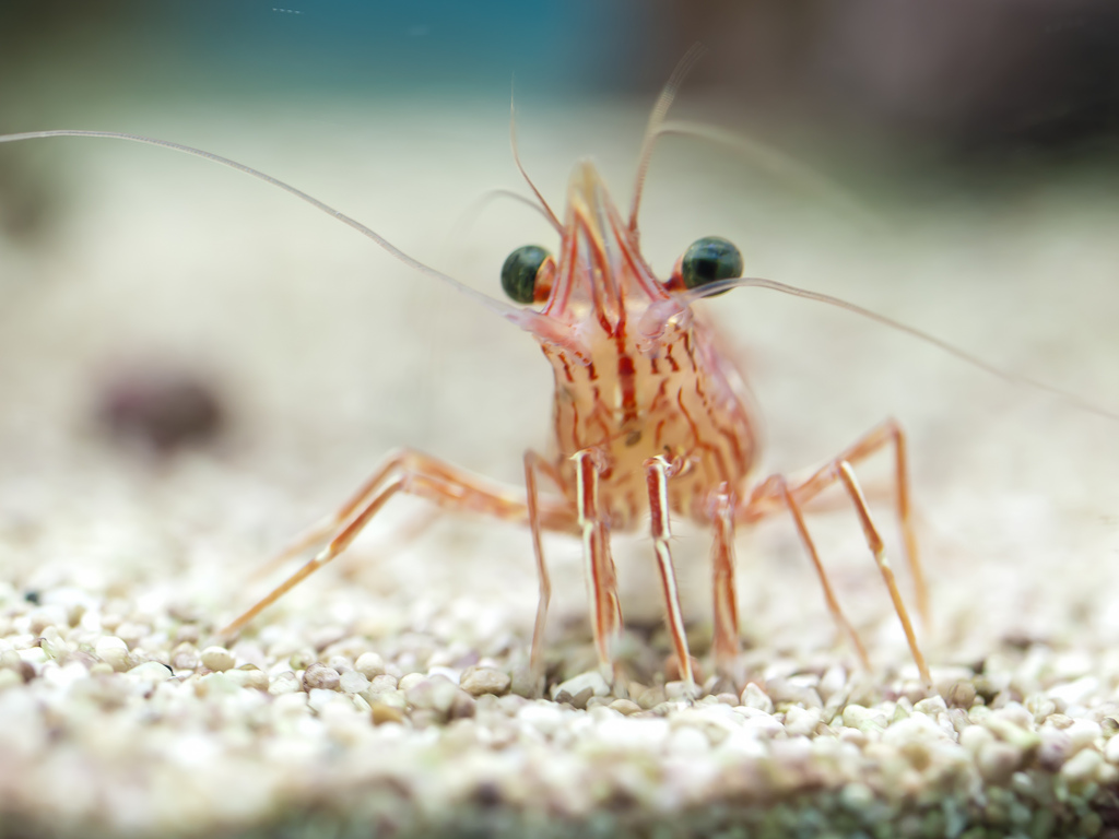 shrimp