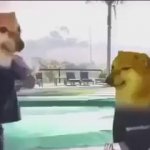 Bonk GIF Template
