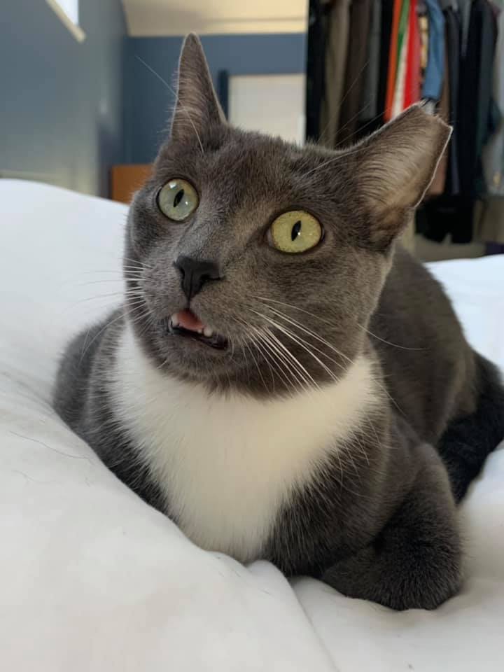 shocked cat