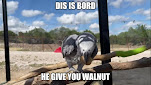 walnut bord