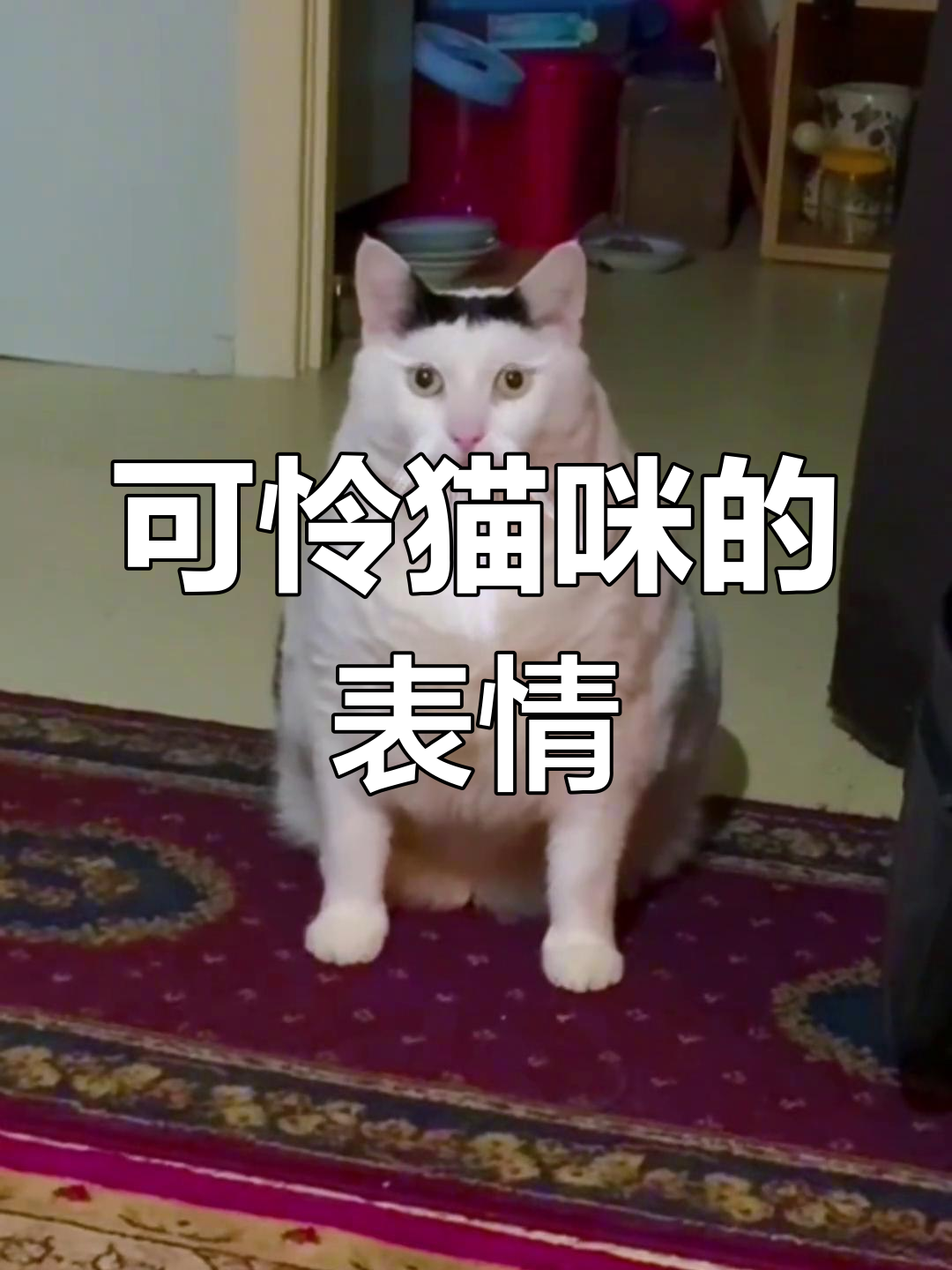 奶牛猫的无奈表情,真是让人心疼