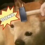 Bonk GIF Template