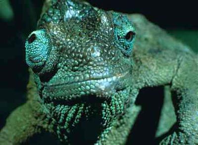 Omniscient Chameleon