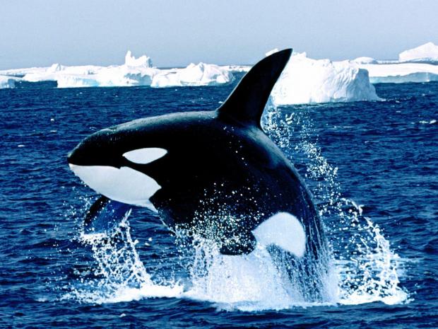 orca