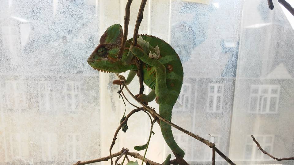 Jens the chameleon