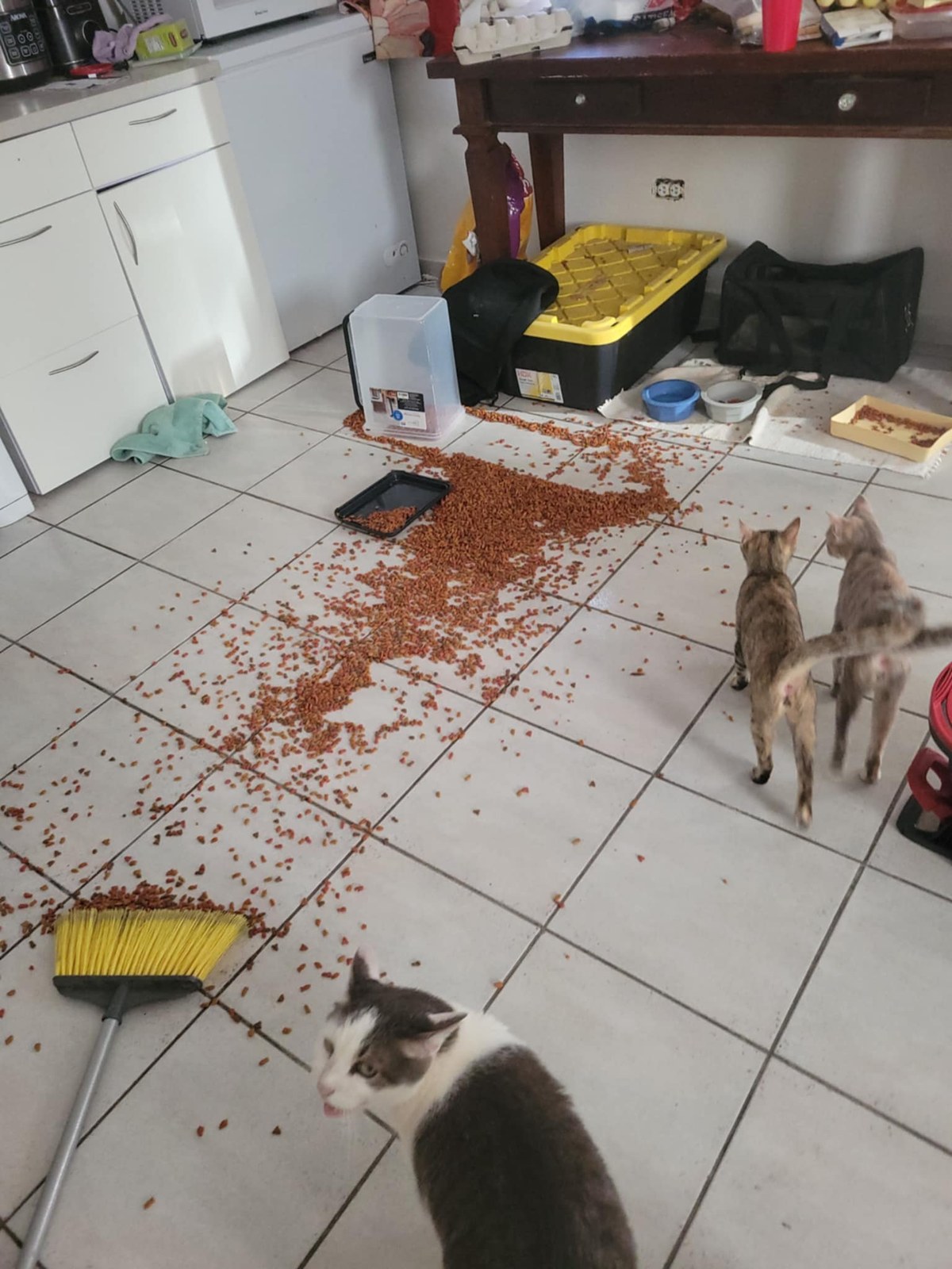 Kitten Mischief