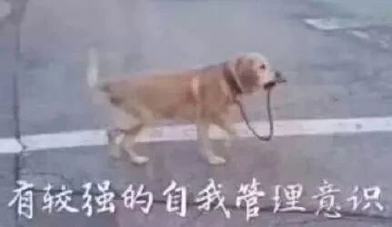 狗有较强的自我管理意识