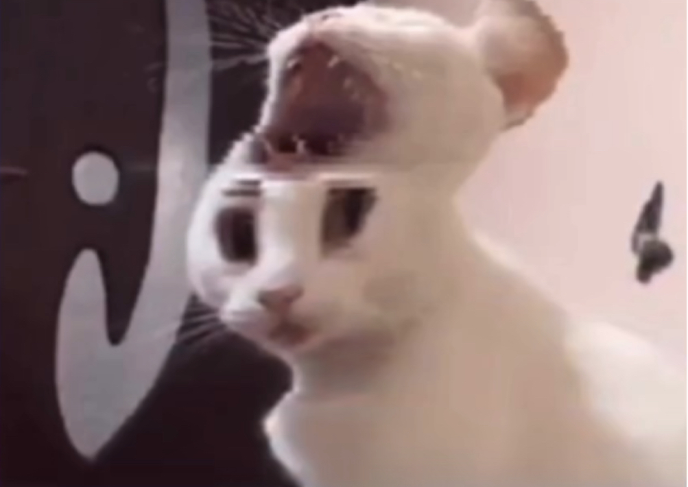 Shocked cat