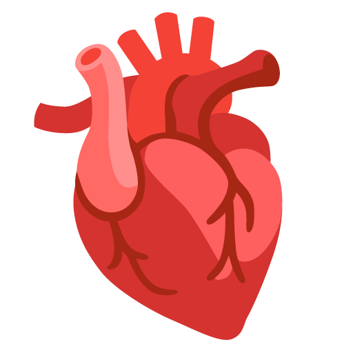 Anatomical heart