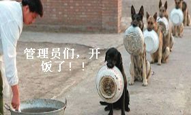 管理员们,开饭了!!(狗狗排队吃饭)