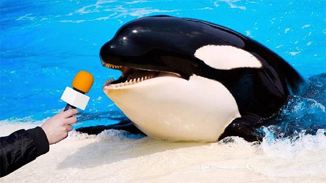 Orca mic