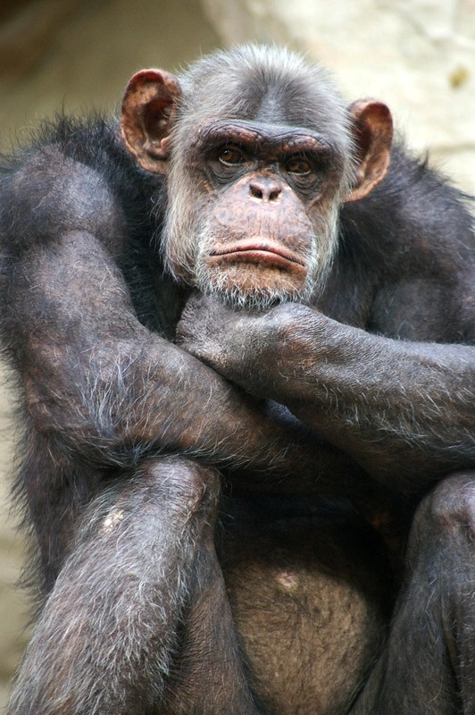 Monkey thinking