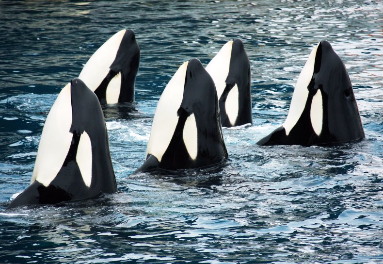Avenging Orcas