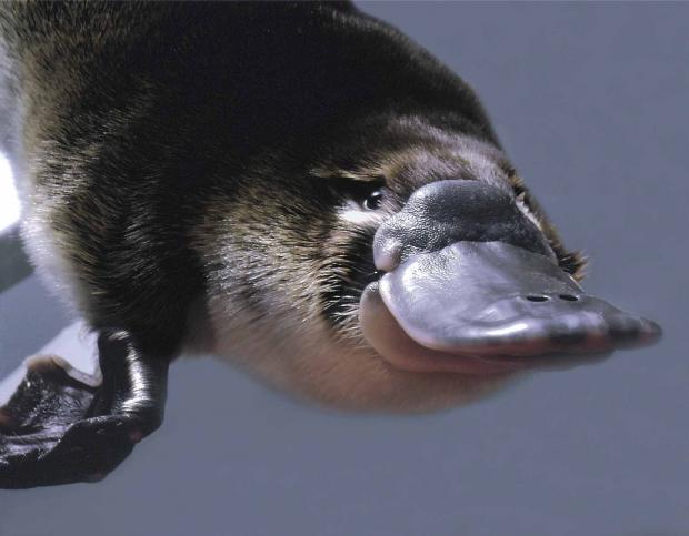 platypus is pleased