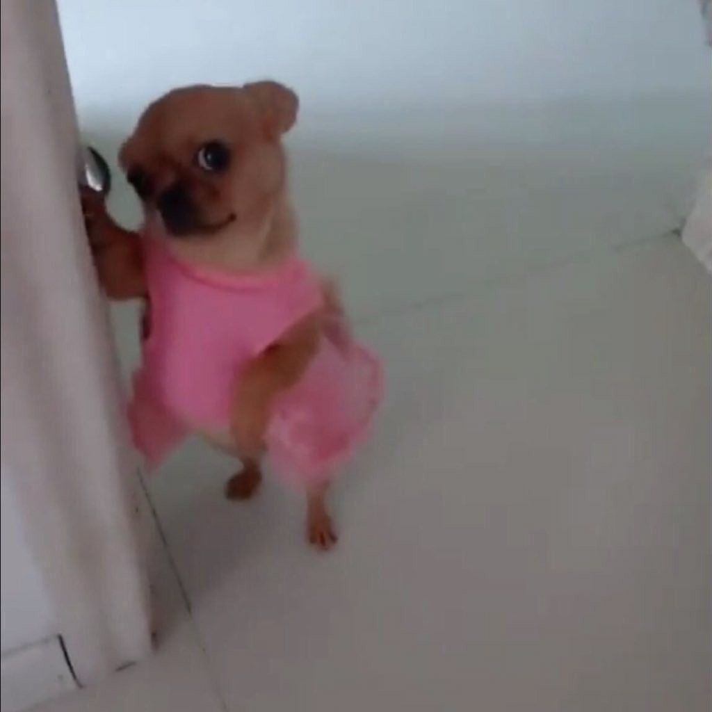 Apex Chihuahua