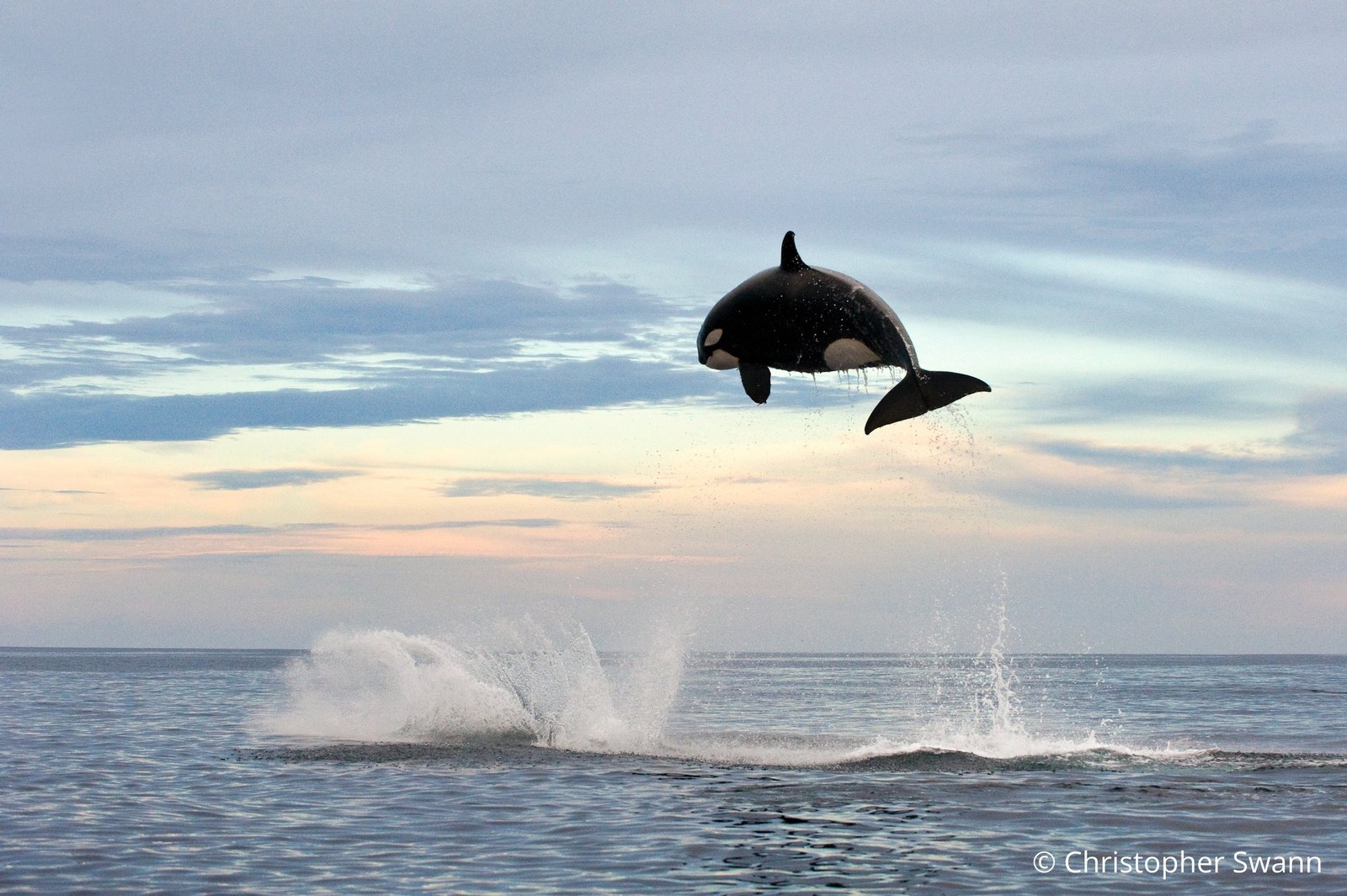 Flying Orca