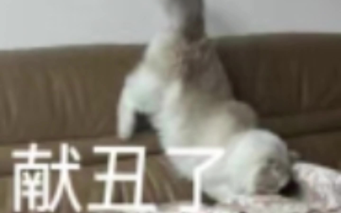 献丑了表情包分享