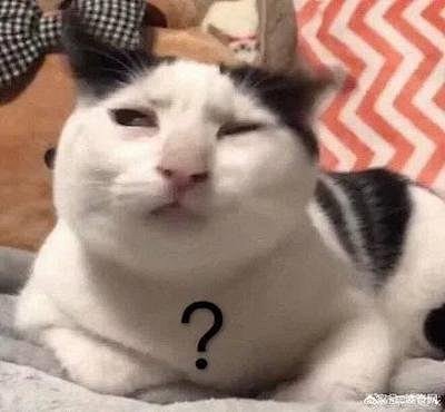 奶牛猫丑到自带表情包!2020第一批丑猫出炉,一